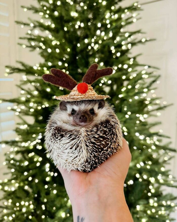These Festive Animals Are Getting in the Christmas Spirit