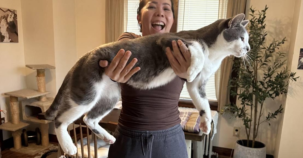 Stand Up for Cat Saturday