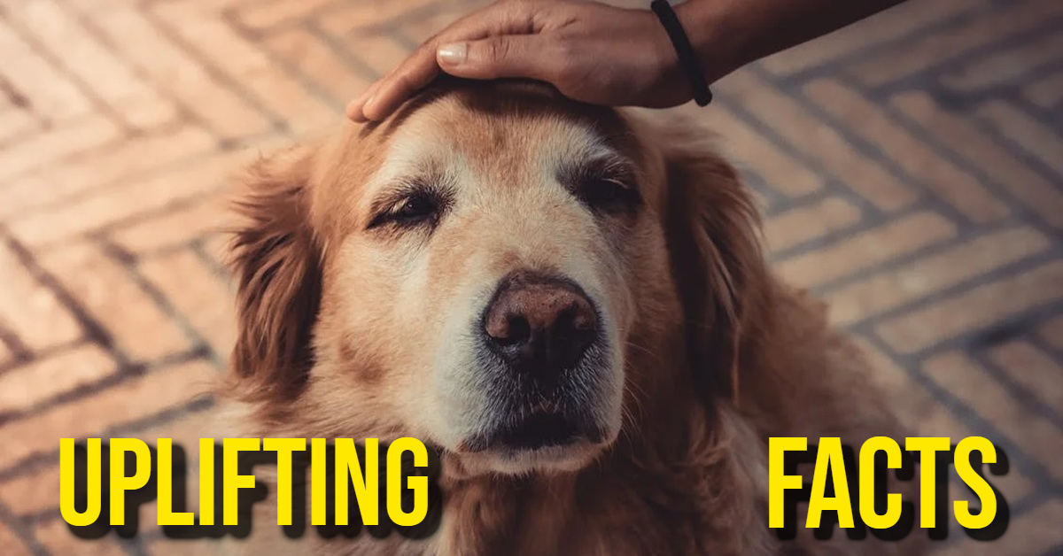 Uplifting Facts We All Could Use Right Now