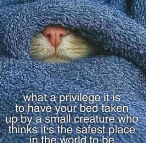 Happy Cat Saturday to Everyone!