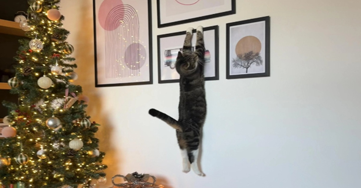 Happy Cat Saturday to Everyone!