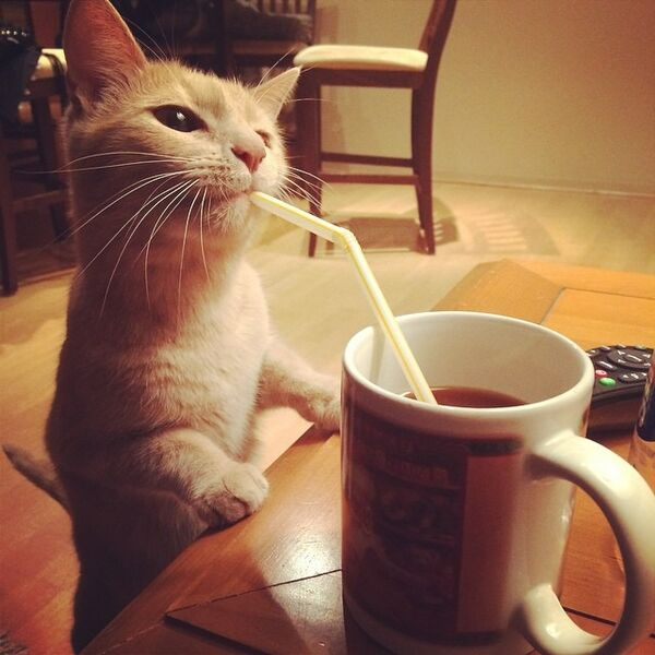Cat Saturday Will Never Let You Down
