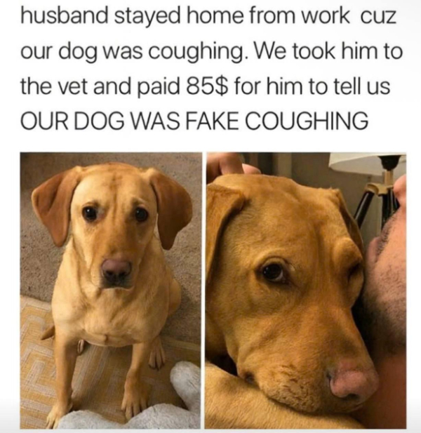 Daily Evening Randomness: Dog Memes