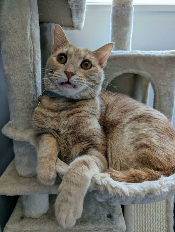 Welcome to Cat Saturday
