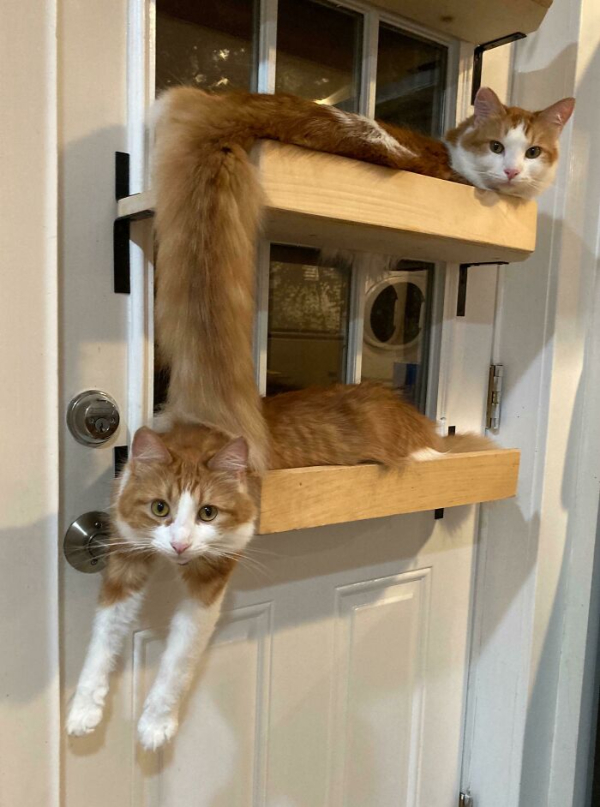 Don't You Dare Forget Cat Saturday
