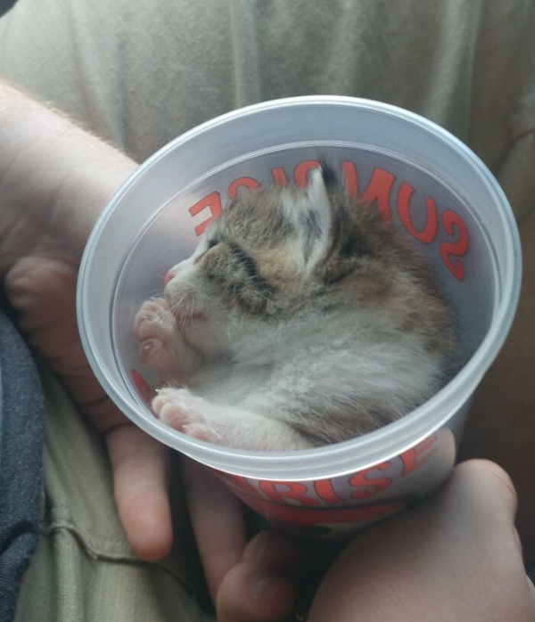 Don't You Dare Forget Cat Saturday