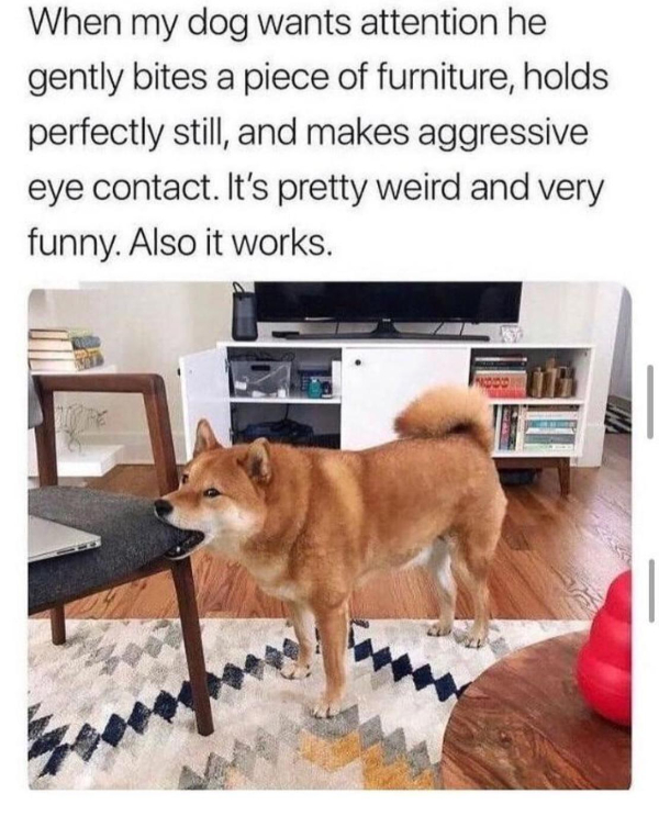 Daily Evening Randomness: Dog Memes