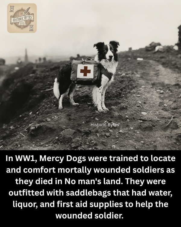 Puppers of the Past! (dogs, pet photos, history, photography)