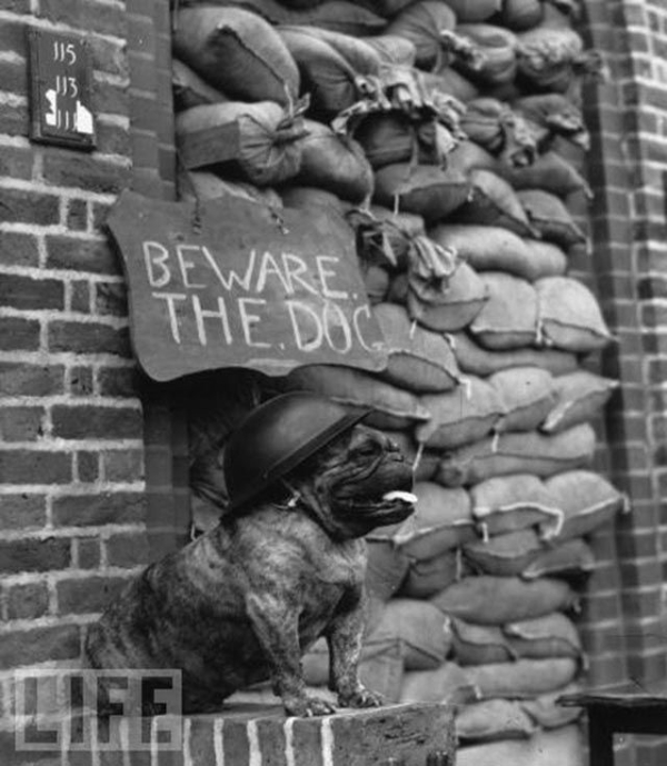 Puppers of the Past! (dogs, pet photos, history, photography)