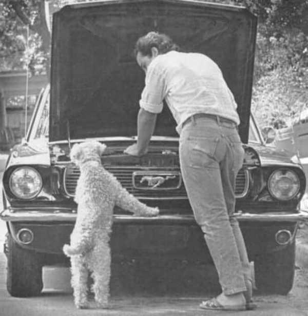 Puppers of the Past! (dogs, pet photos, history, photography)