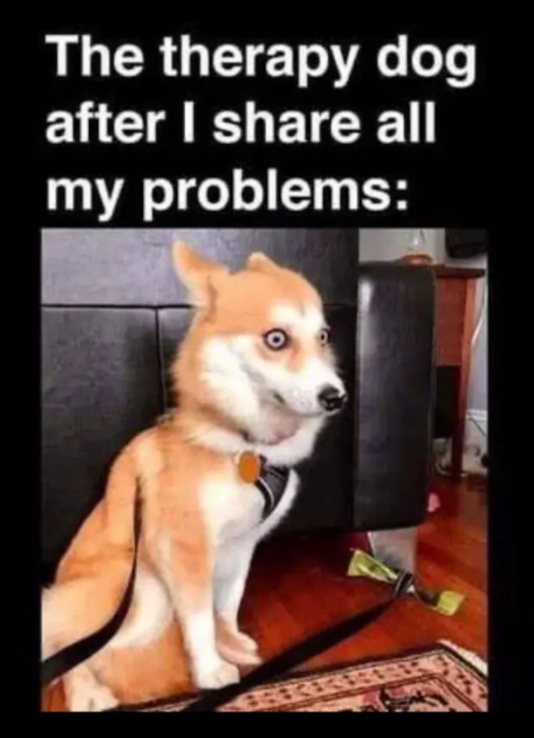Daily Evening Randomness: Dog Memes