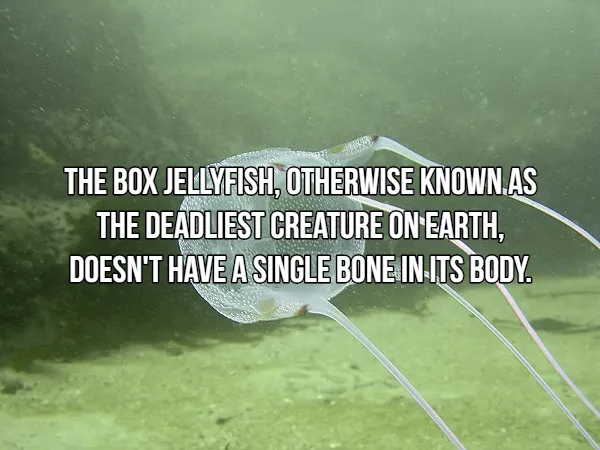 Terrifying Tidbits About Nature's Predators