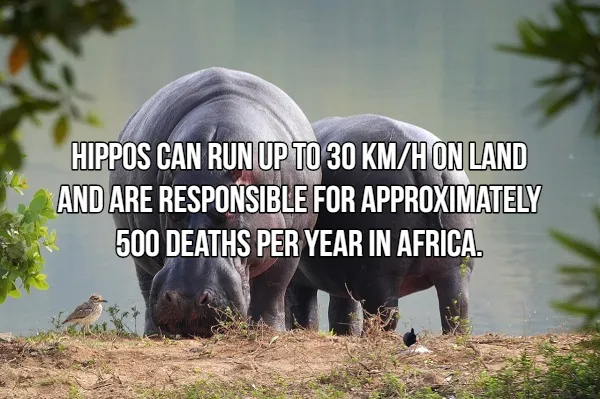 Terrifying Tidbits About Nature's Predators