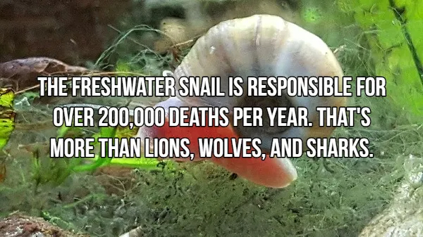 Terrifying Tidbits About Nature's Predators