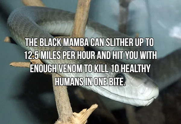 Terrifying Tidbits About Nature's Predators
