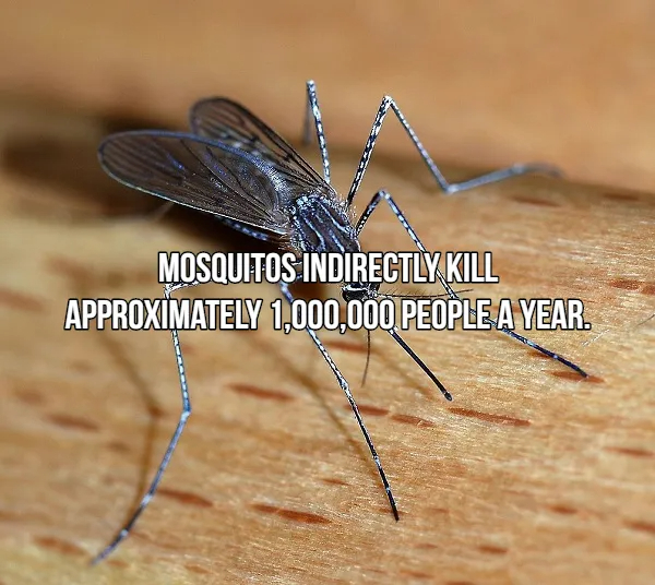 Terrifying Tidbits About Nature's Predators