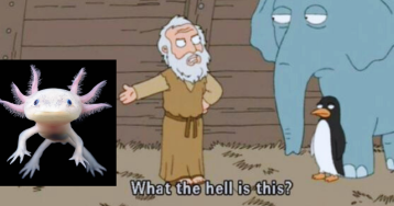 Wait. These Animals Exist