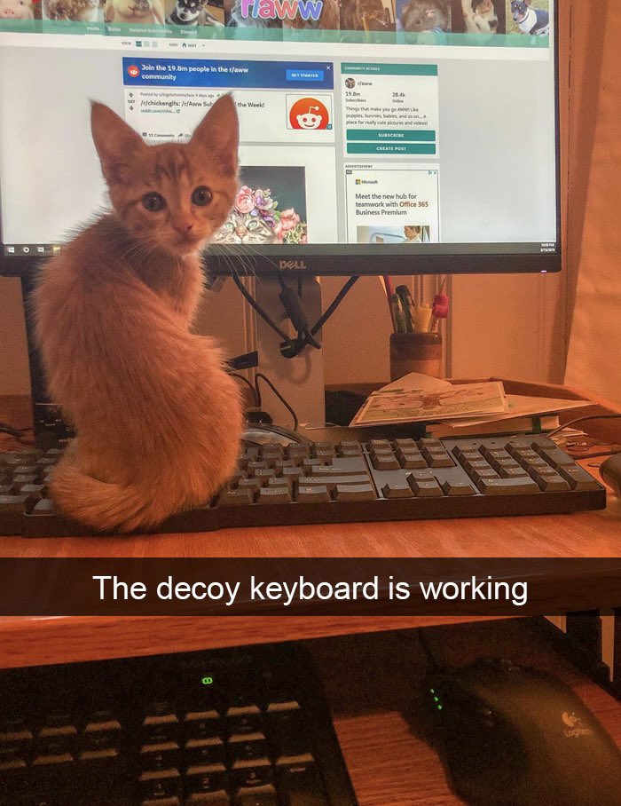 Nobody Panic! It's Cat Saturday