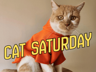 cat saturday (1)