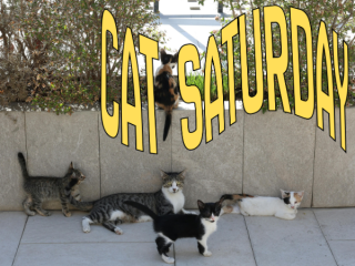cat saturday