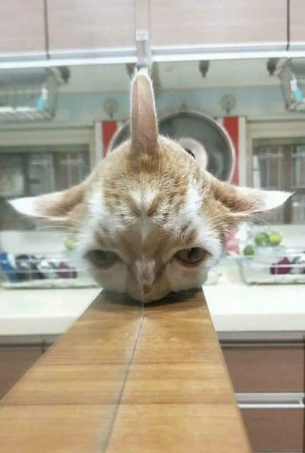 Blursed Images Are Here To Make You Go WTF?