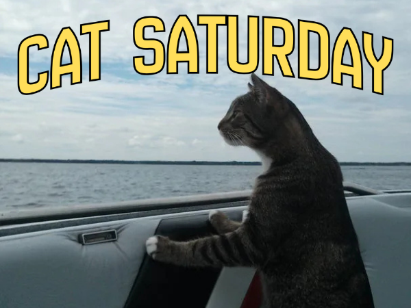 cat saturday (2)