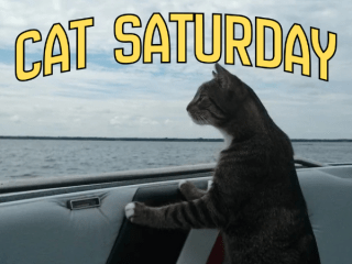 cat saturday (2)