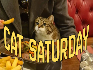 cat saturday (3)