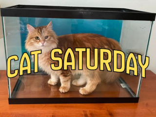 cat saturday (4)