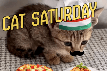 cat saturday (7)