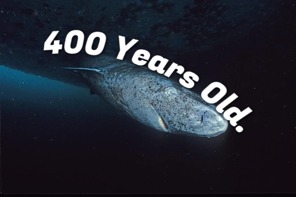 Born Before The USA? A Look At the World’s Oldest Sharks