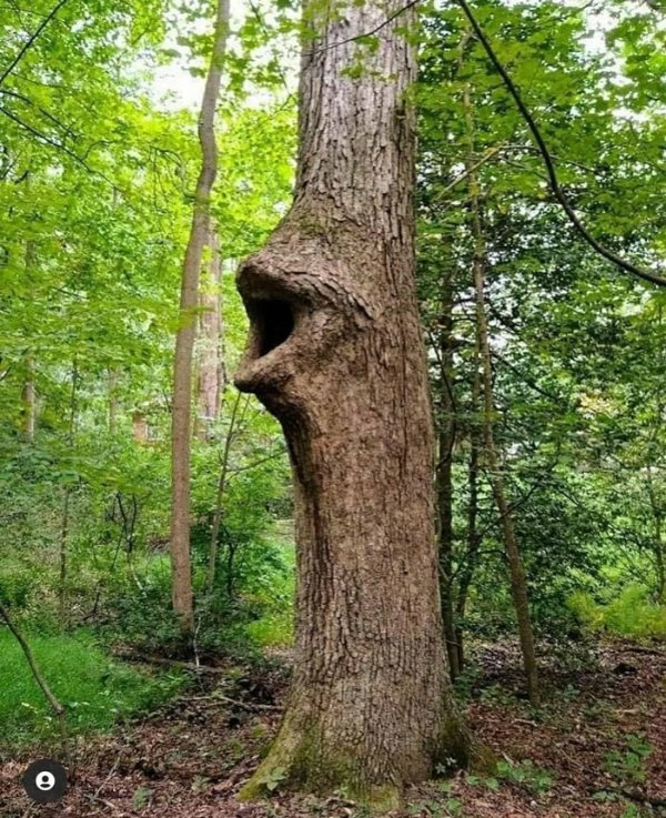 Wtf Tree Image WTF Wednesdays Never Say Die