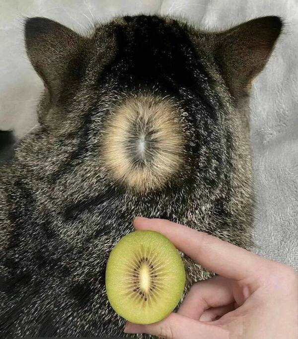 Daily Afternoon Randomness Best Funny Photos DAR