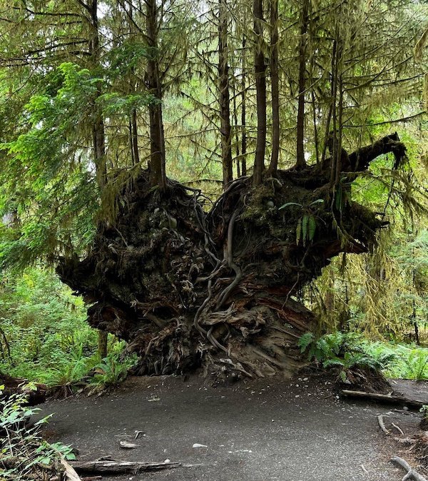 Wtf Tree Image Daily Morning Awesomeness Best WTF Funny Pics and Amazing Randomness