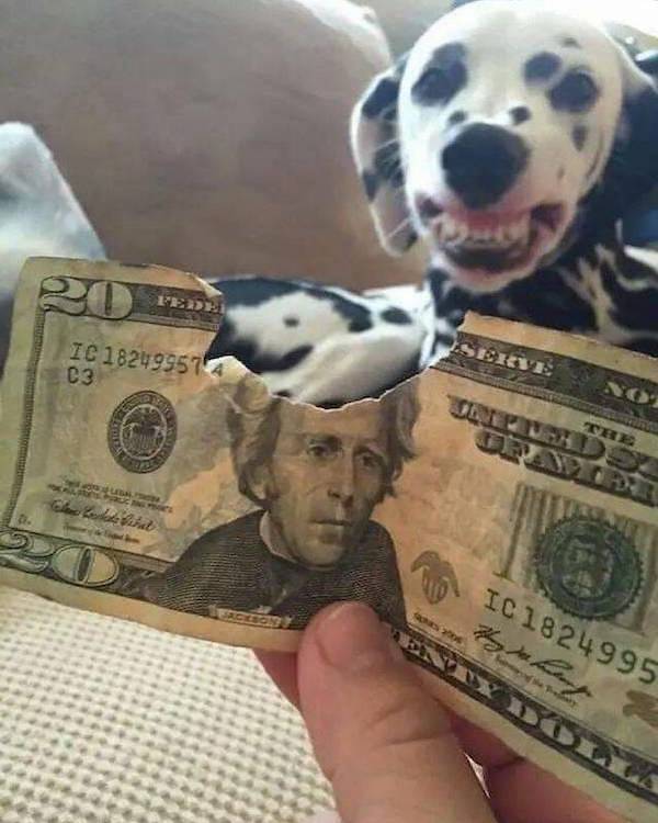 Daily Morning Awesomeness Best WTF Funny Pics DMA Amazing Randomness