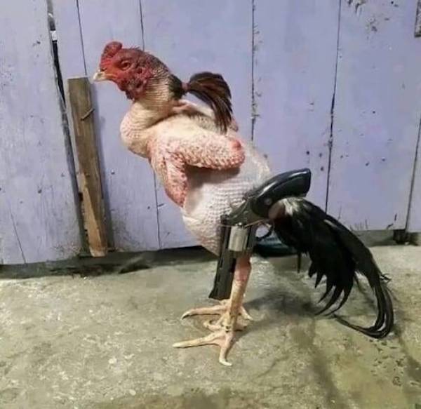 Daily Morning Awesomeness Best WTF Funny Pics DMA Amazing Randomness