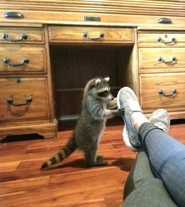 Daily Morning Awesomeness Best WTF Funny Pics DMA Amazing Randomness