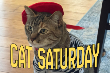 cat saturday (10)