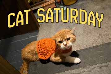 cat saturday (8)