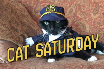 cat saturday (9)
