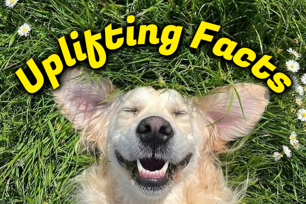 We Need Happy Facts And We Need Them Now