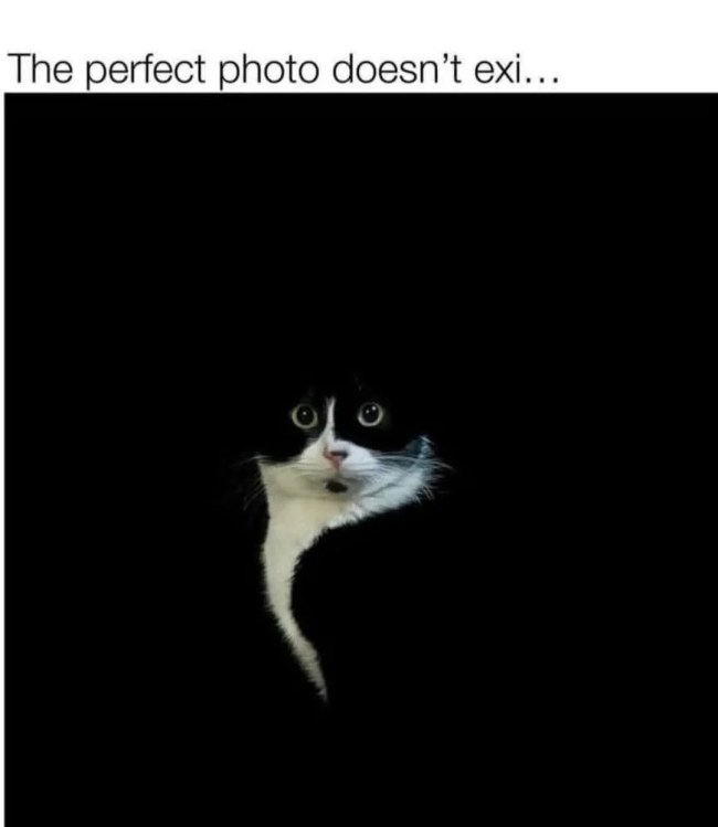 3catmeme_e26024.webp