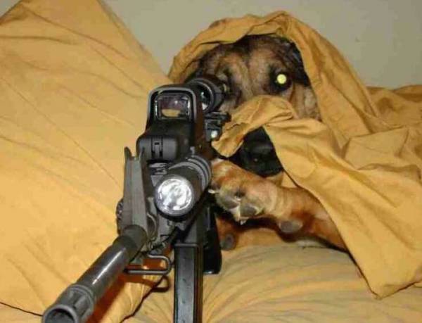 Daily Afternoon Randomness Best Funny Photos DAR