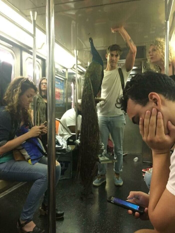 Daily Evening Randomness: Public Transit Fails (June 3 2026)