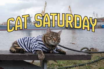 cat saturday (12)