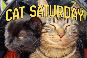 cat saturday (13)