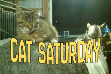 cat saturday (14)