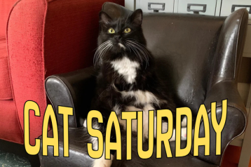 cat saturday (15)