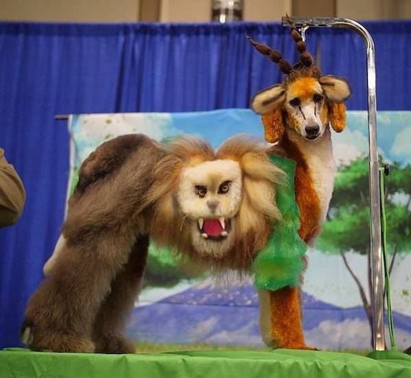 Daily Morning Awesomeness Best WTF Funny Pics DMA Amazing Randomness