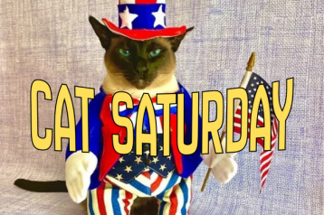 cat saturday (16)